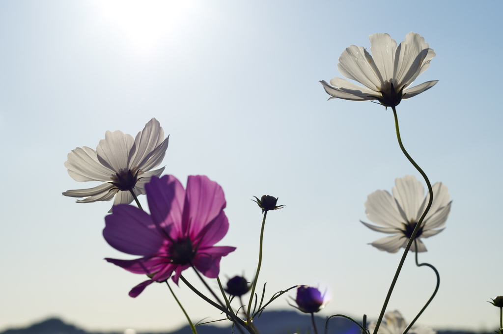 神戸市総合運動公園　コスモスの丘２