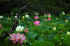 荘厳