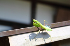 明月院にて