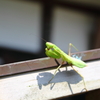 明月院にて