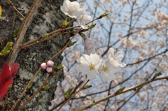 白い桜