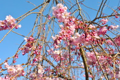しだれ桜もすてき