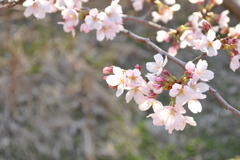 春っていいな
