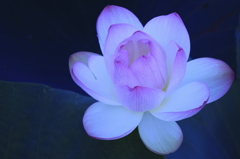 はすの花