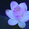 はすの花