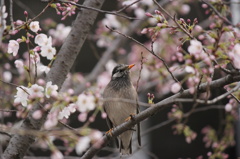 桜に鳥