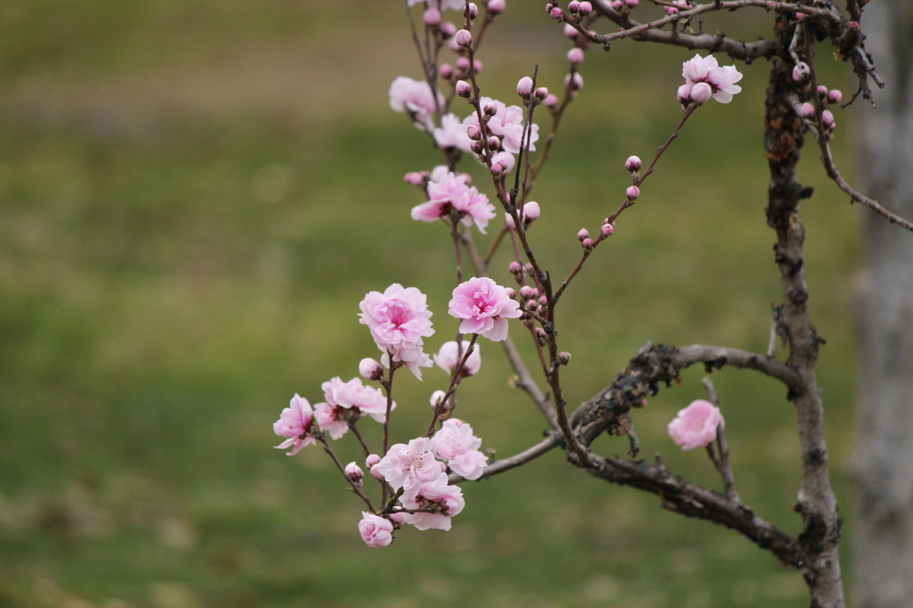 ももの花