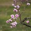 ももの花