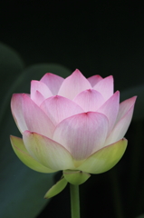 はすの花