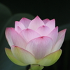 はすの花