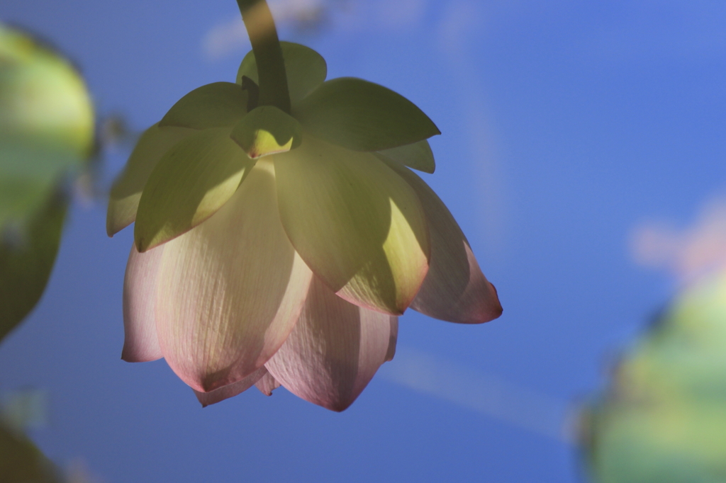 池に写ったはすの花