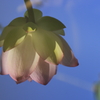 池に写ったはすの花