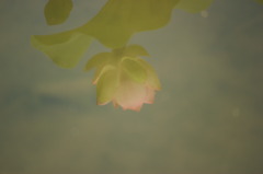 池に写った淡いはすの花
