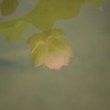 池に写った淡いはすの花