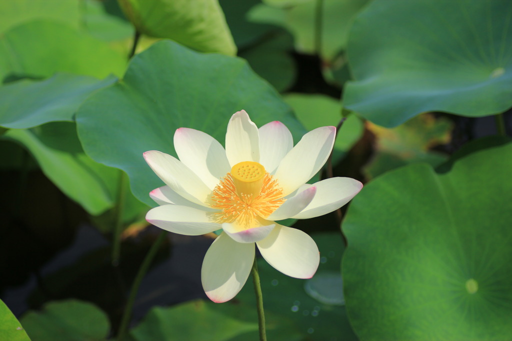 はすの花