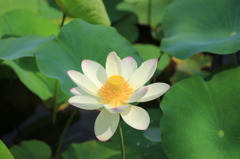 はすの花