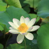 はすの花