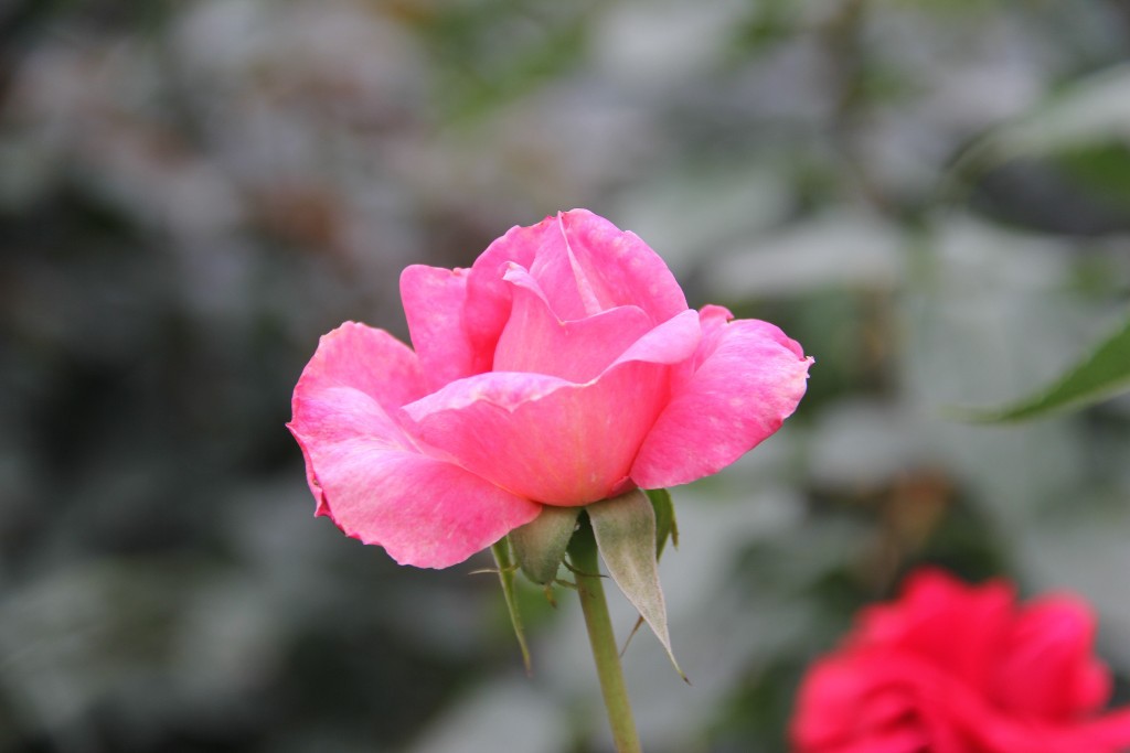 与野公園  