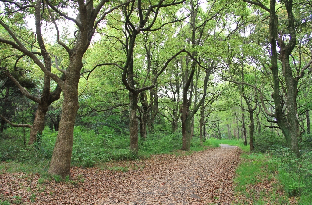 水元公園 