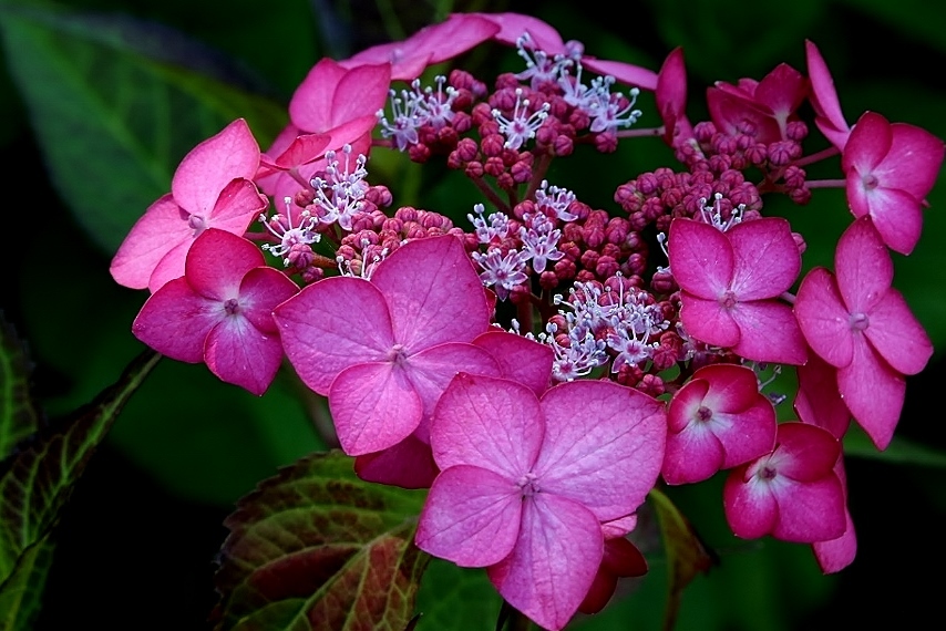紫陽花 ・2