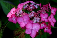 紫陽花 ・2