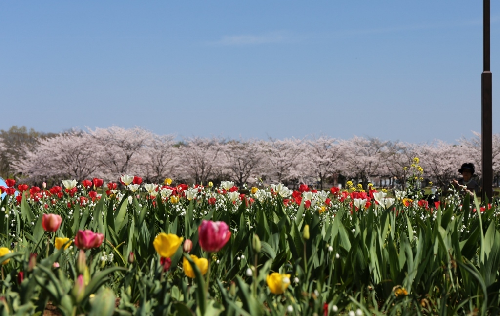 水元公園 (2)