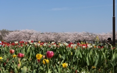 水元公園 (2)