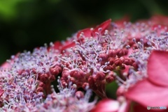 紫陽花 