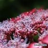 紫陽花 