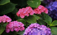 紫陽花 (55)