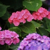 紫陽花 (55)
