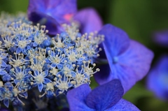 紫陽花 ・3