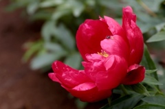 芍薬