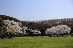 水元公園 (32)