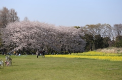 水元公園 (49)