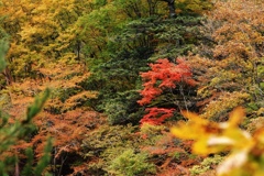 紅葉