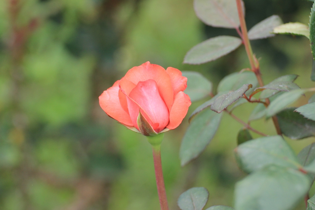 与野公園  (33)