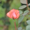 与野公園  (33)