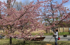 桜を撮る人