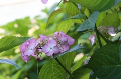 紫陽花 