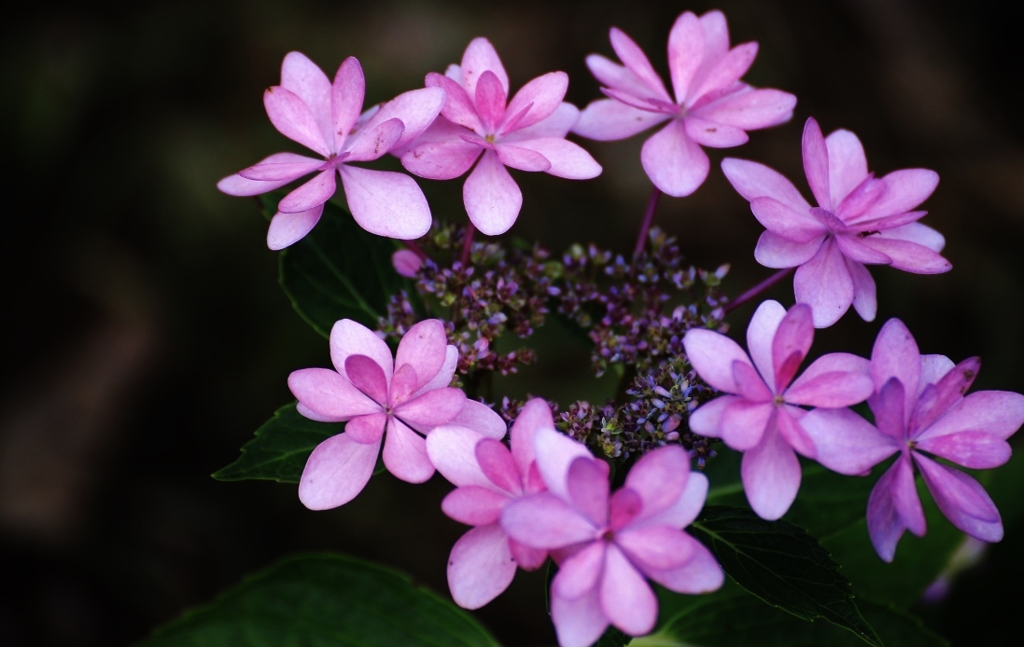 紫陽花 (43) 