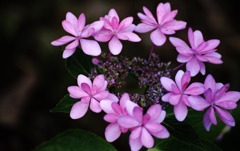 紫陽花 (43) 