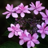紫陽花 (43) 