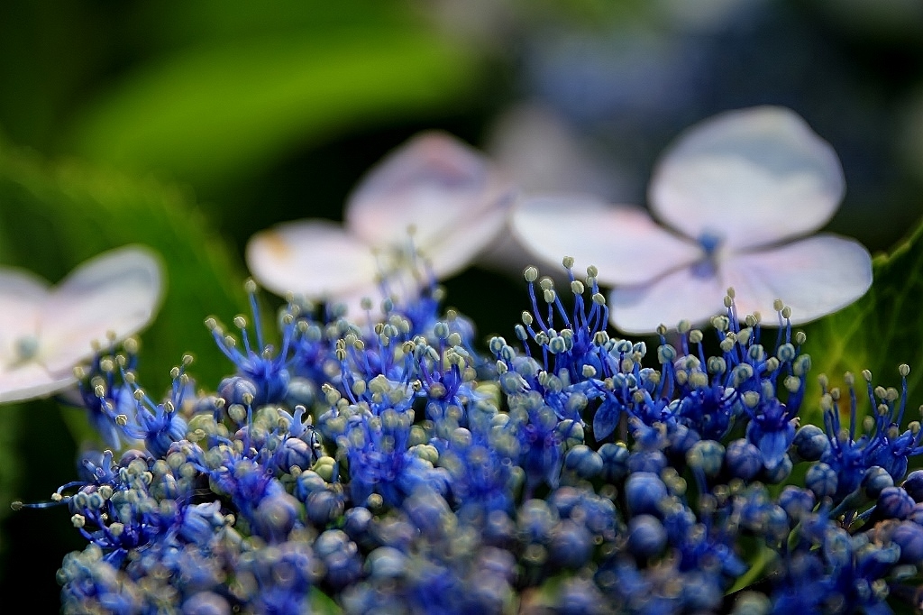 紫陽花 