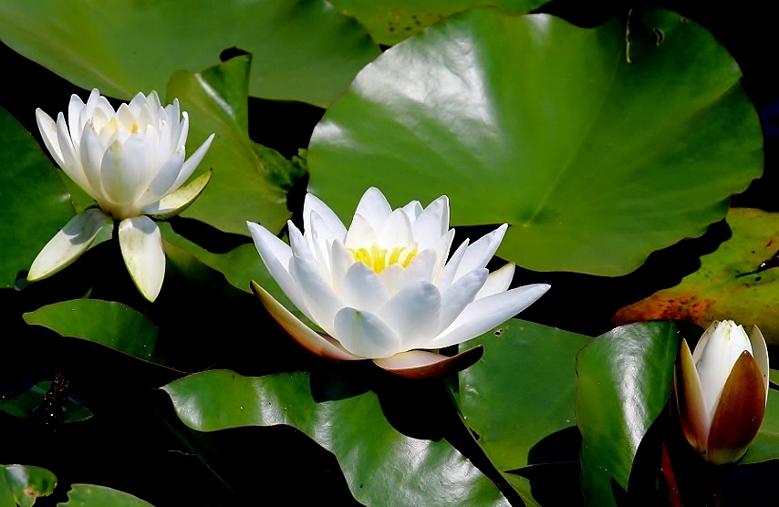 睡蓮 