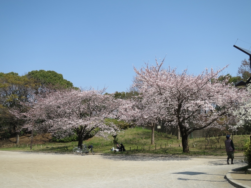 桜