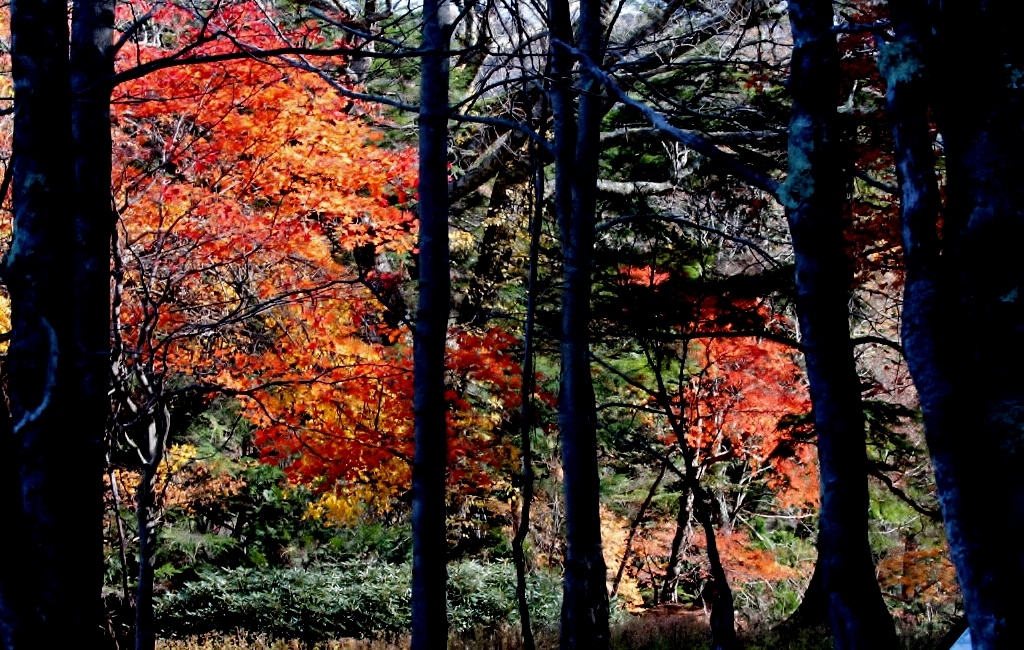 紅葉