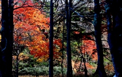 紅葉