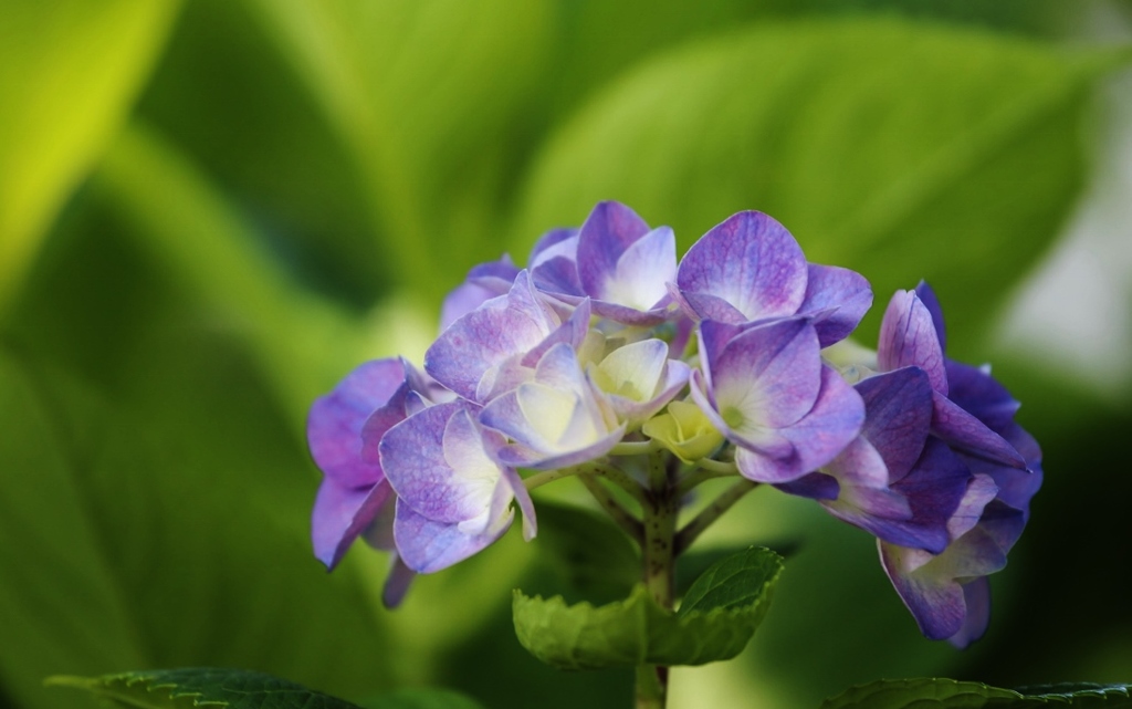 紫陽花 (4)
