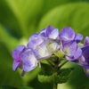 紫陽花 (4)